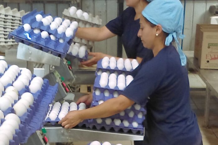 Empleo de Empacador de Huevos: Explora la Oportunidad