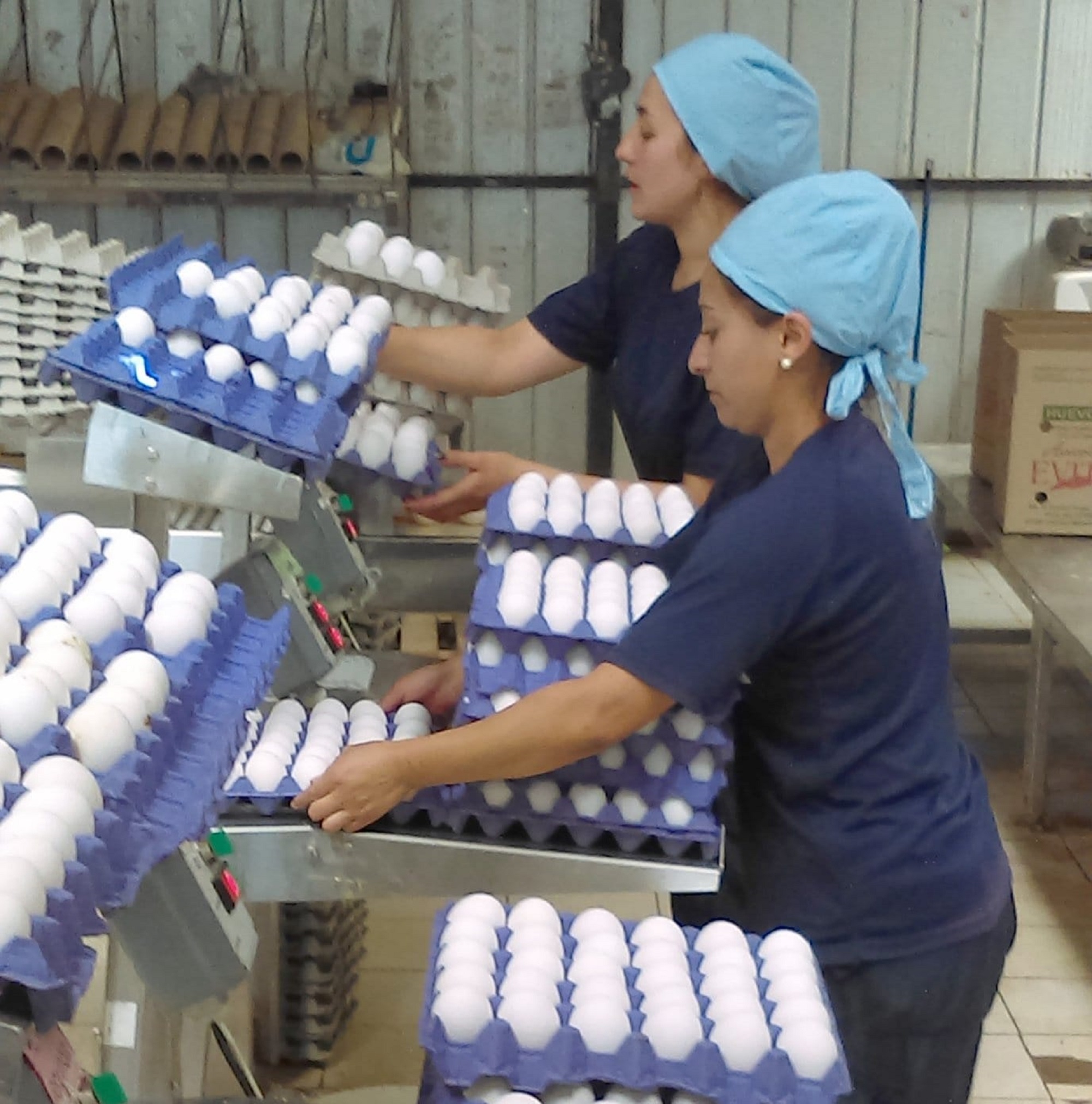 Empleo de Empacador de Huevos